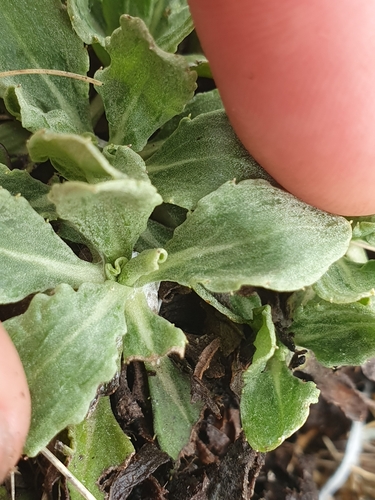 Celmisia sinclairii, photograph 2