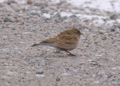 Alaudala heinei