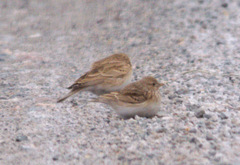 Alaudala heinei