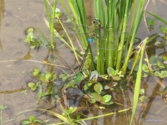 Anax parthenope julius
