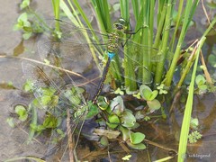 Anax parthenope julius
