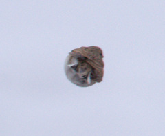 Alaudala heinei