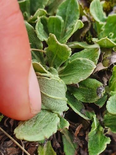Celmisia sinclairii, photograph 3