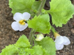 Chaenostoma hispidum