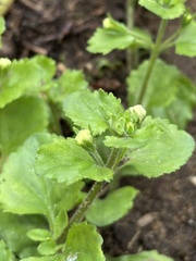 Chaenostoma hispidum