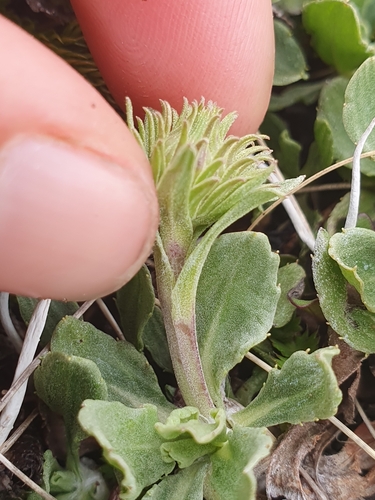 Celmisia sinclairii, photograph 4