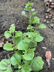 Chaenostoma hispidum