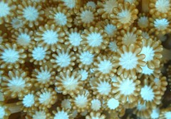 Alveopora