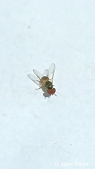 Microchrysa