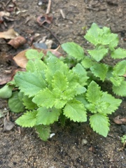 Chaenostoma hispidum