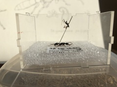 Harpegnathos venator