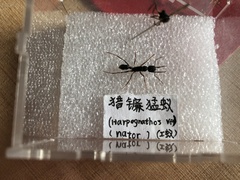 Harpegnathos venator