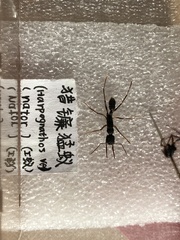 Harpegnathos venator