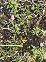 Abrotanella caespitosa
