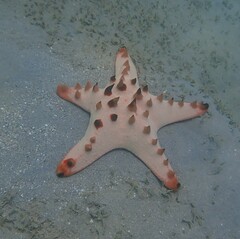 Protoreaster nodosus