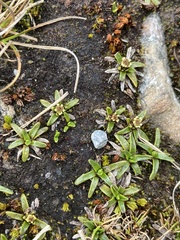 Abrotanella caespitosa
