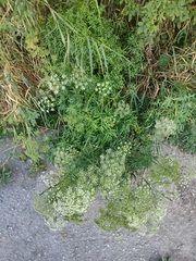 Cenolophium denudatum