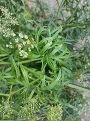 Cenolophium denudatum