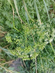 Cenolophium denudatum