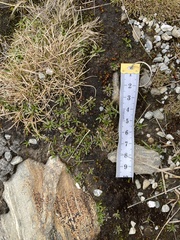 Abrotanella caespitosa