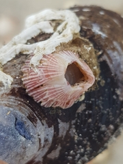 Balanus trigonus