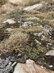 Abrotanella caespitosa