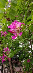 Bauhinia purpurea