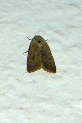 Caradrina minoica