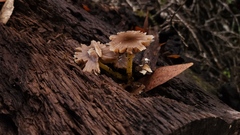 Pluteus romellii