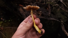 Pluteus romellii