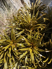 Aciphylla simplex