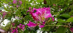 Bauhinia purpurea