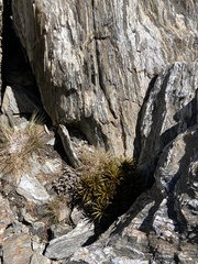 Aciphylla simplex