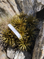 Aciphylla simplex