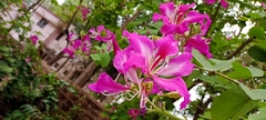 Bauhinia purpurea