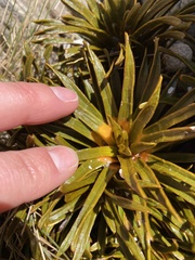 Aciphylla simplex