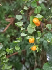 Cissampelos torulosa