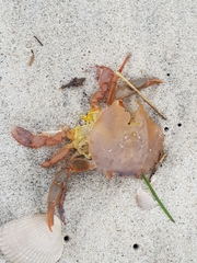 Polybius henslowii