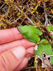 Celmisia cordatifolia