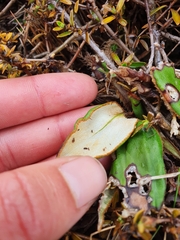 Celmisia cordatifolia