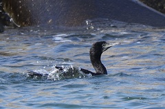 Phalacrocorax nigrogularis