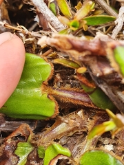 Celmisia cordatifolia