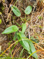 Celmisia cordatifolia