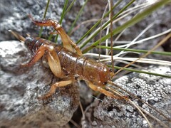 Hemideina ricta
