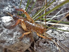 Hemideina ricta