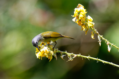 Aethopyga gouldiae