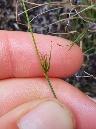 Carex acicularis (Carex acicularis)