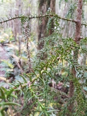 Athrotaxis selaginoides