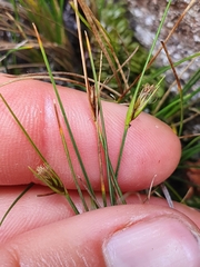 Carex acicularis