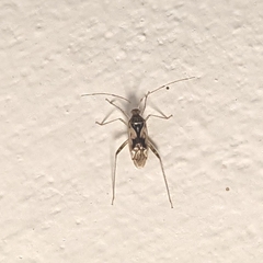 Megacoelum pellucens